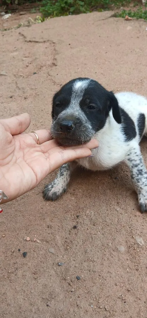 Cachorro raça SRD-ViraLata idade Abaixo de 2 meses nome sem nome 