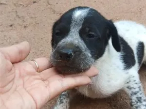 Cachorro raça SRD-ViraLata idade Abaixo de 2 meses nome sem nome 