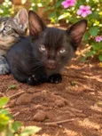Fumaça
