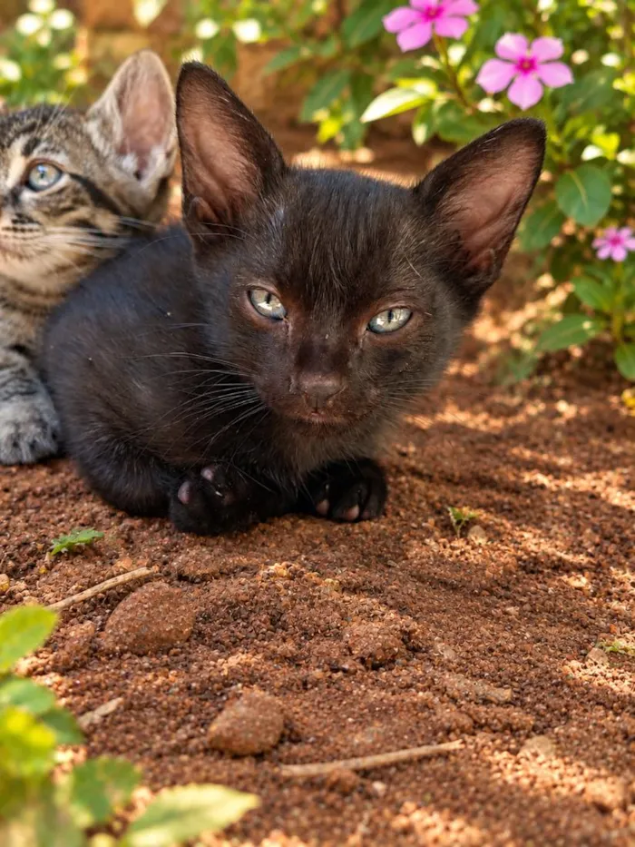 Gato raça SRD-ViraLata idade Abaixo de 2 meses nome Fumaça