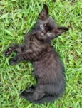 Fumaça