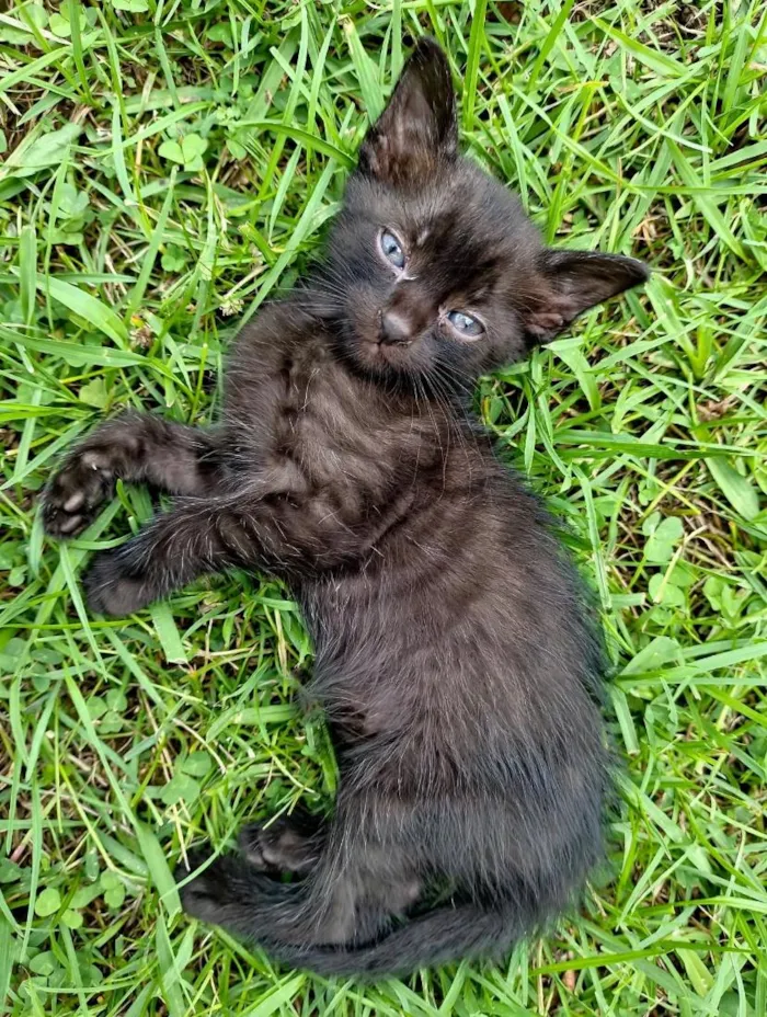 Gato raça SRD-ViraLata idade Abaixo de 2 meses nome Fumaça