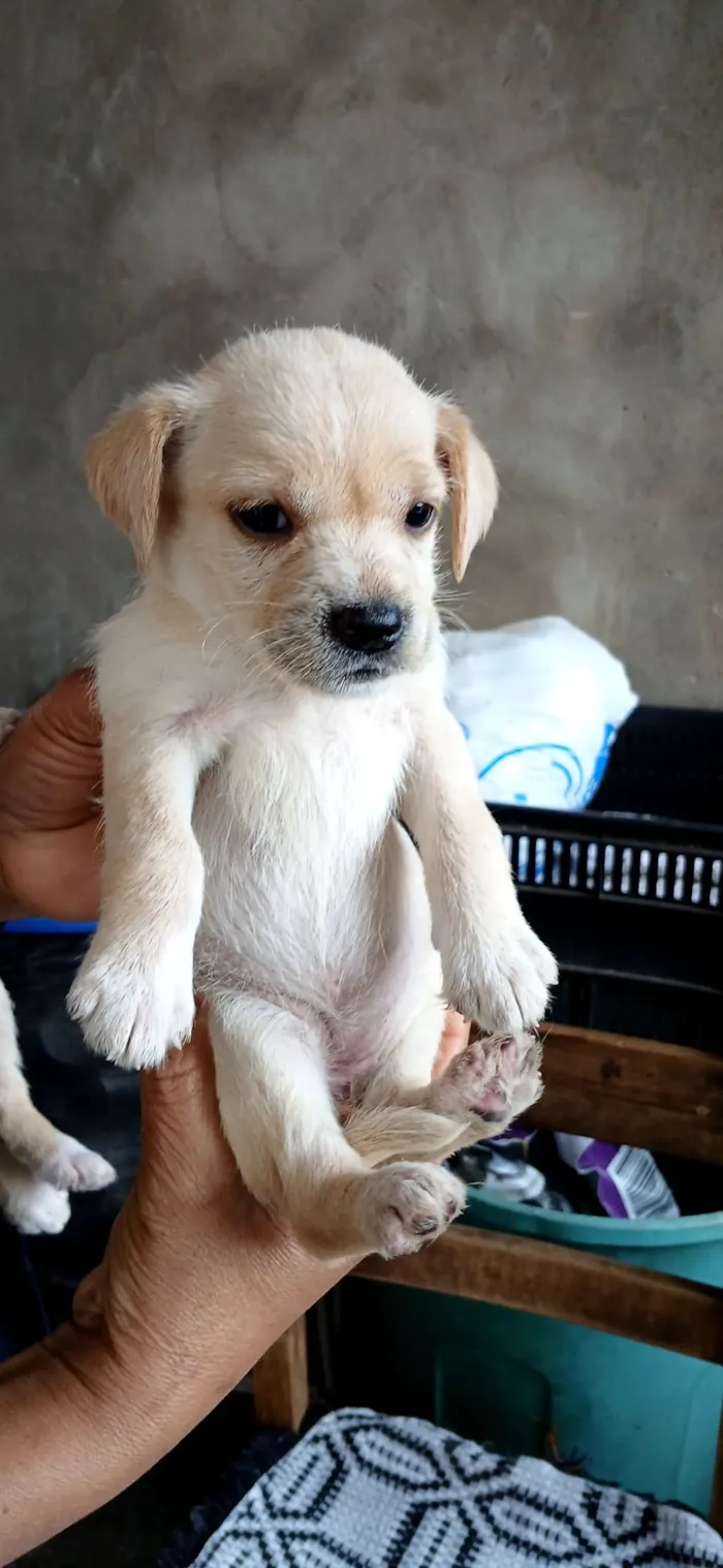 Cachorro raça SRD-ViraLata idade 2 a 6 meses nome não tem nome