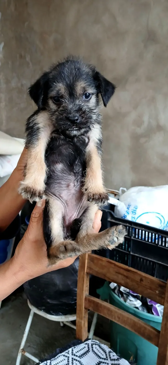 Cachorro raça SRD-ViraLata idade 2 a 6 meses nome NÃO TEM NOME