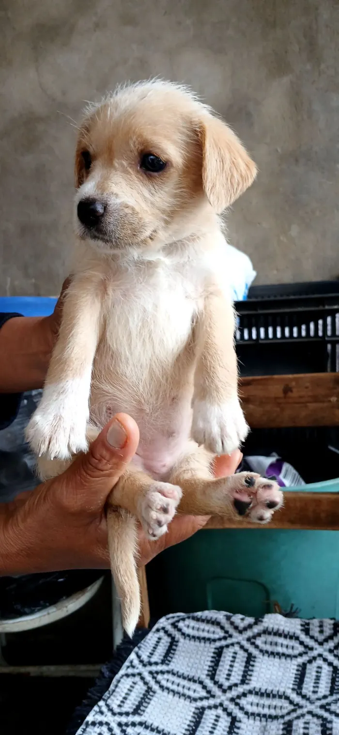 Cachorro raça SRD-ViraLata idade 2 a 6 meses nome NÃO TEM NOME