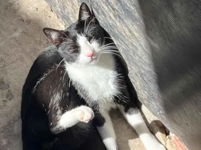Gato raça SRD-ViraLata idade 1 ano nome Sem nome ainda 