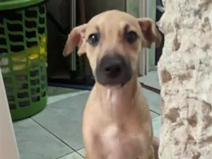 Cachorro raça SRD-ViraLata idade 2 a 6 meses nome loiro