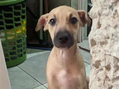 Cachorro raça Galgo idade 2 a 6 meses nome loiro