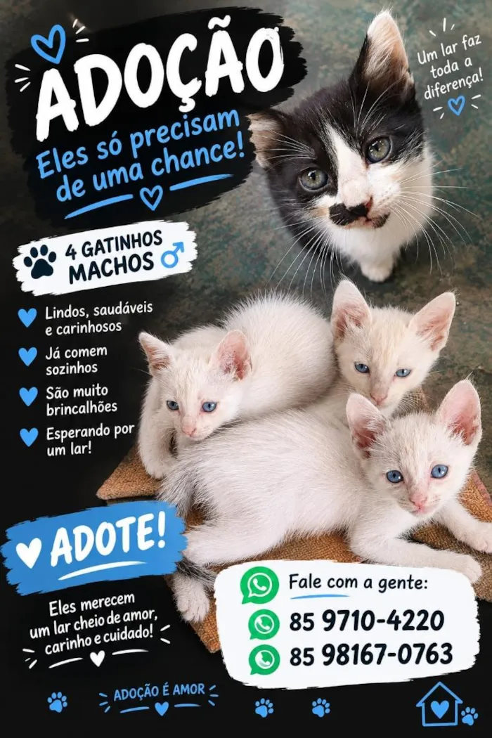 Gato raça SRD-ViraLata idade 2 a 6 meses nome Branquinho, Mião