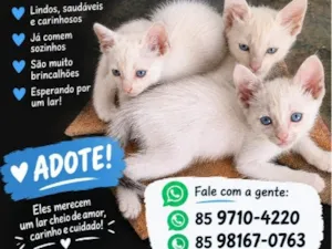 Gato raça SRD-ViraLata idade 2 a 6 meses nome Branquinho, Mião