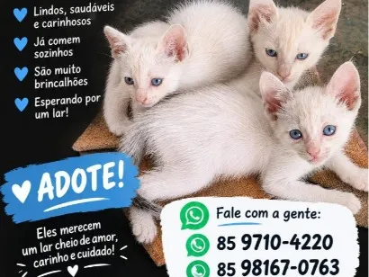Gato raça SRD-ViraLata idade 2 a 6 meses nome Branquinho, Mião