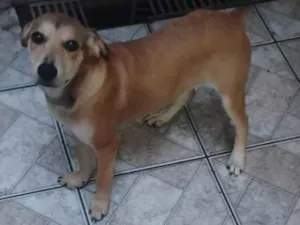 Cachorro raça SRD-ViraLata idade 1 ano nome Lola