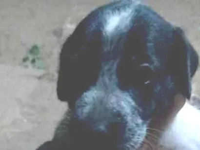 Cachorro raça SRD-ViraLata idade Abaixo de 2 meses nome sem nome 