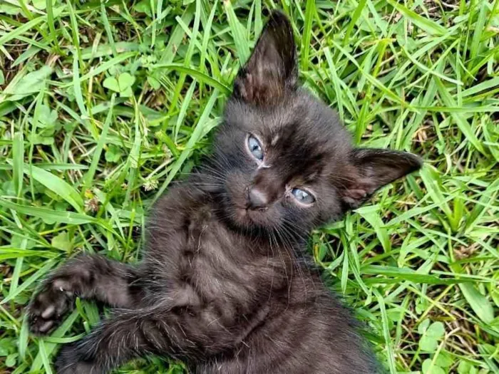 Gato raça SRD-ViraLata idade Abaixo de 2 meses nome Fumaça