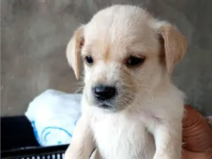 Cachorro raça SRD-ViraLata idade 2 a 6 meses nome não tem nome