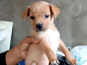 Cachorro raça SRD-ViraLata idade 2 a 6 meses nome NÃO TEM NOME