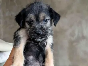 Cachorro raça SRD-ViraLata idade 2 a 6 meses nome NÃO TEM NOME