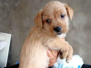 Cachorro raça SRD-ViraLata idade 2 a 6 meses nome NÃO TEM NOME