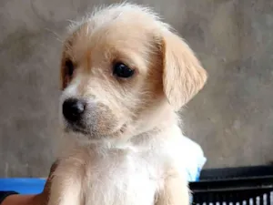 Cachorro raça SRD-ViraLata idade 2 a 6 meses nome NÃO TEM NOME