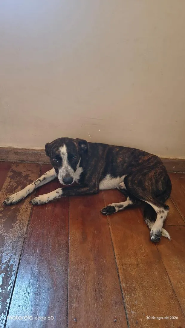 Cachorro raça SRD-ViraLata idade 7 a 11 meses nome Principe 
