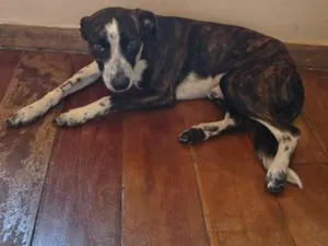Cachorro raça SRD-ViraLata idade 7 a 11 meses nome Principe 