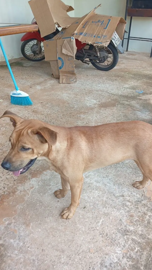 Cachorro raça SRD-ViraLata idade 2 a 6 meses nome Hulk