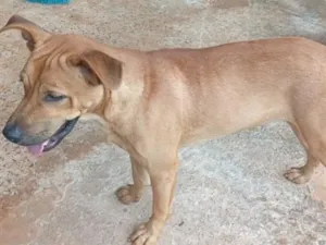 Cachorro raça SRD-ViraLata idade 2 a 6 meses nome Hulk