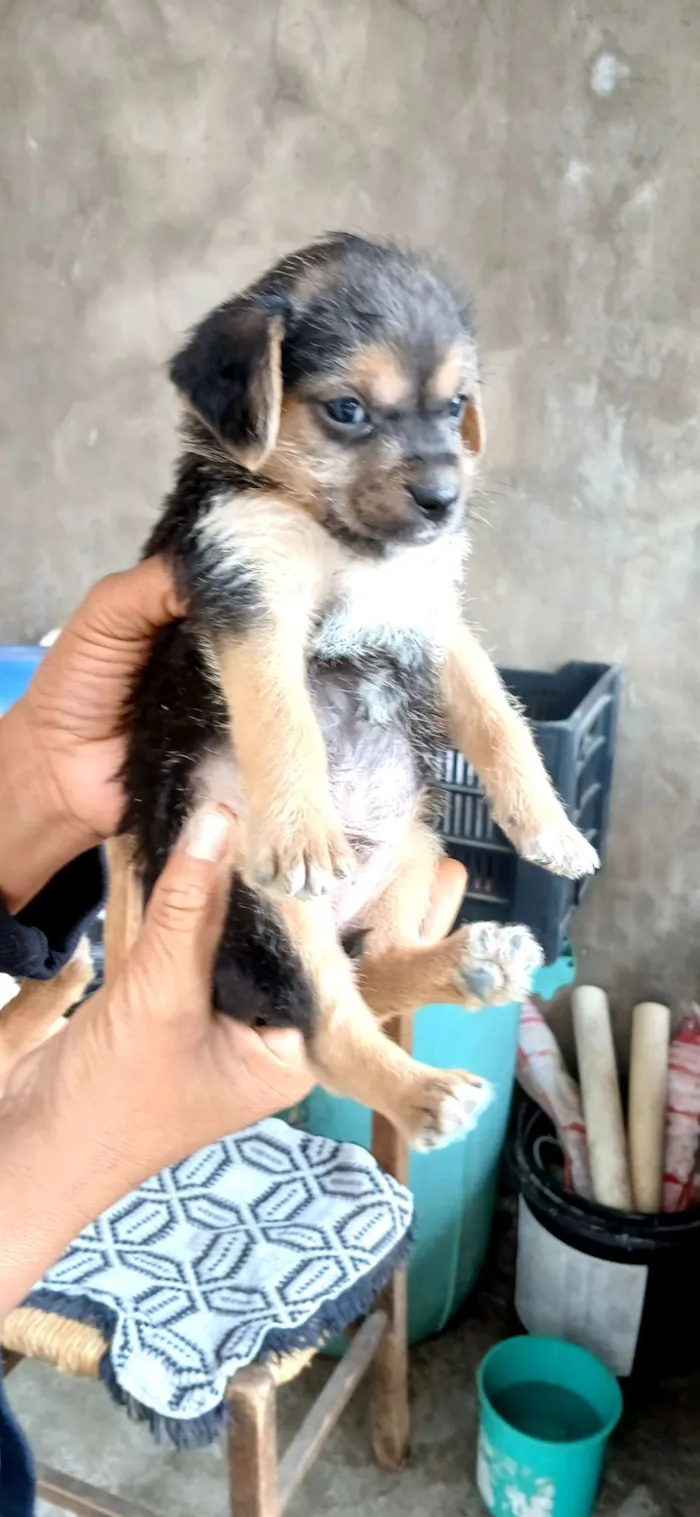 Cachorro raça SRD-ViraLata idade 2 a 6 meses nome NÃO TEM NOME