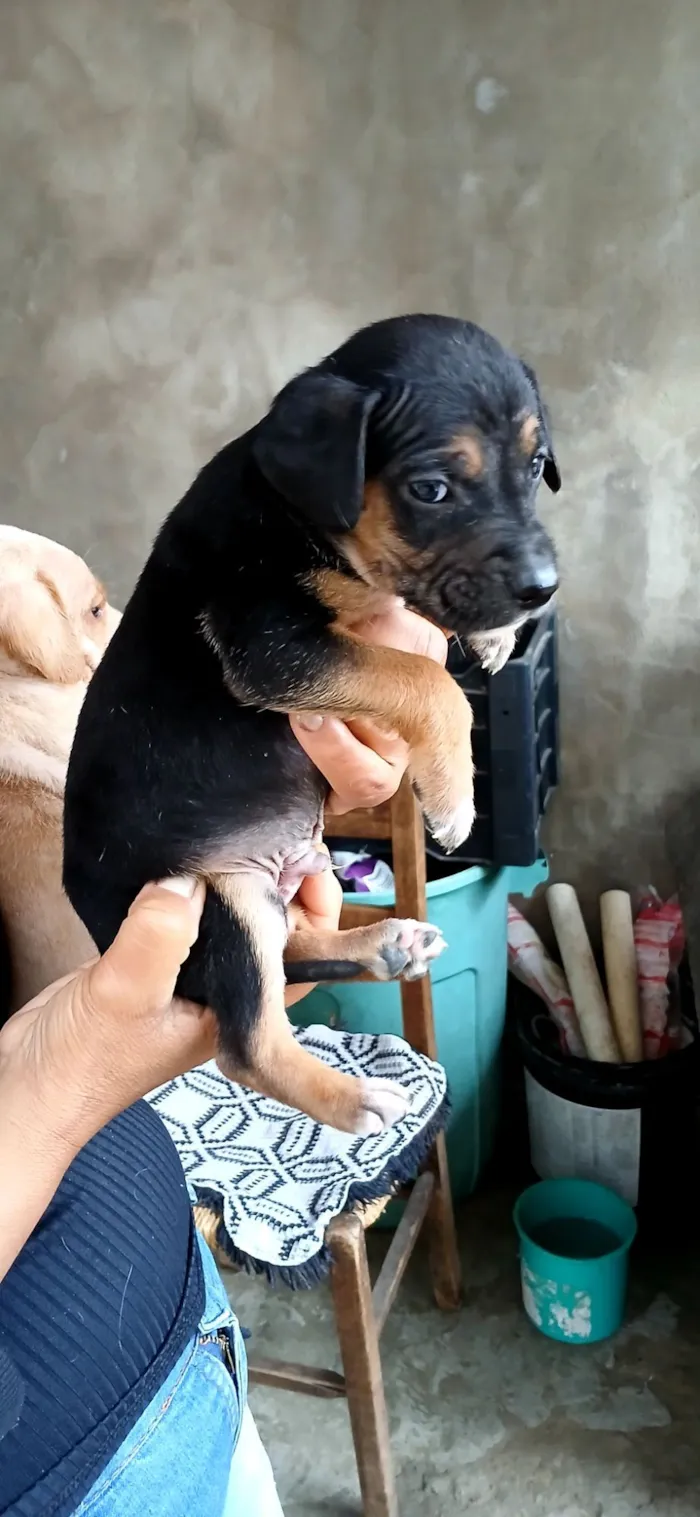 Cachorro raça SRD-ViraLata idade 2 a 6 meses nome NÃO TEM NOME