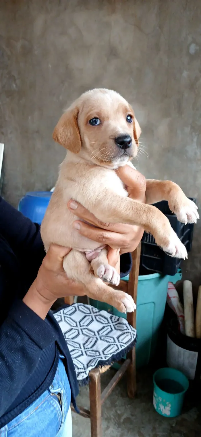 Cachorro raça SRD-ViraLata idade 2 a 6 meses nome NÃO TEM NOME