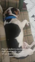 American bully 