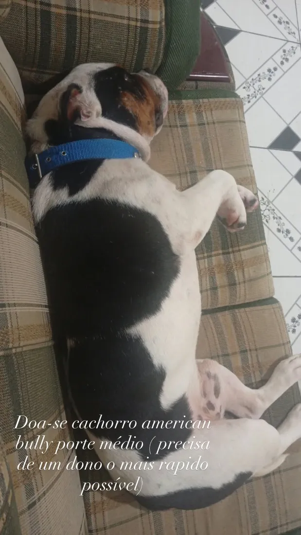 Cachorro raça Pit-Bull idade 2 anos nome American bully 