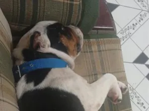 Cachorro raça Pit-Bull idade 2 anos nome American bully 