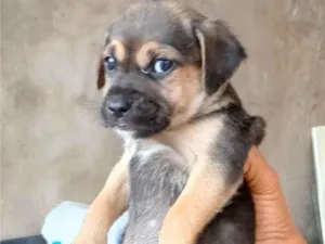Cachorro raça SRD-ViraLata idade 2 a 6 meses nome NÃO TEM NOME