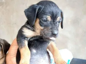 Cachorro raça SRD-ViraLata idade 2 a 6 meses nome NÃO TEM NOME