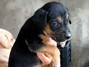 Cachorro raça SRD-ViraLata idade 2 a 6 meses nome NÃO TEM NOME