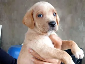 Cachorro raça SRD-ViraLata idade 2 a 6 meses nome NÃO TEM NOME
