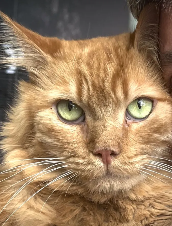 Gato raça Angorá idade 4 anos nome Zeus
