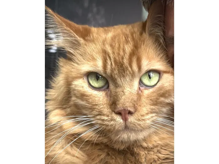 Gato raça Angorá idade 4 anos nome Zeus