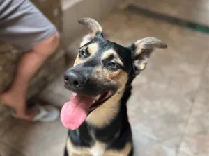 Cachorro raça SRD-ViraLata idade 7 a 11 meses nome Bruce