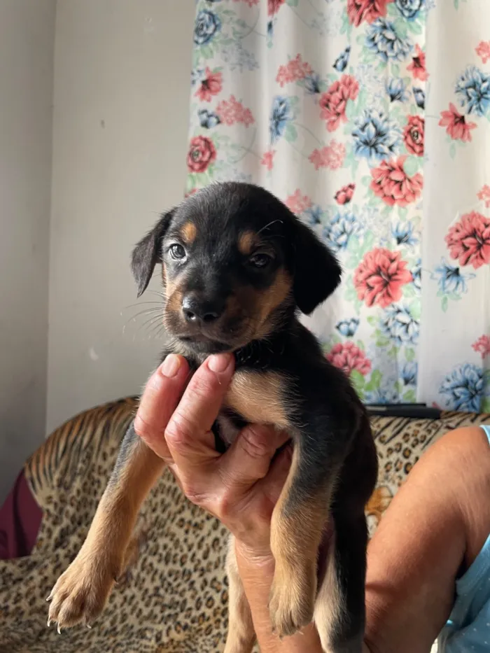Cachorro raça SRD-ViraLata idade Abaixo de 2 meses nome Ainda sem nome 