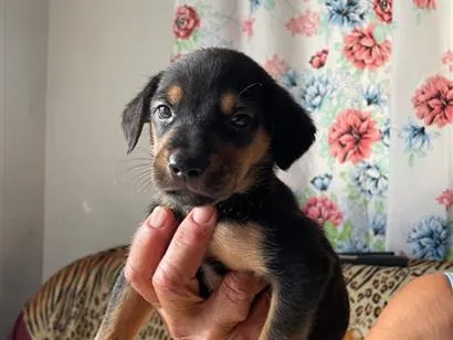 Cachorro raça SRD-ViraLata idade Abaixo de 2 meses nome Ainda sem nome 