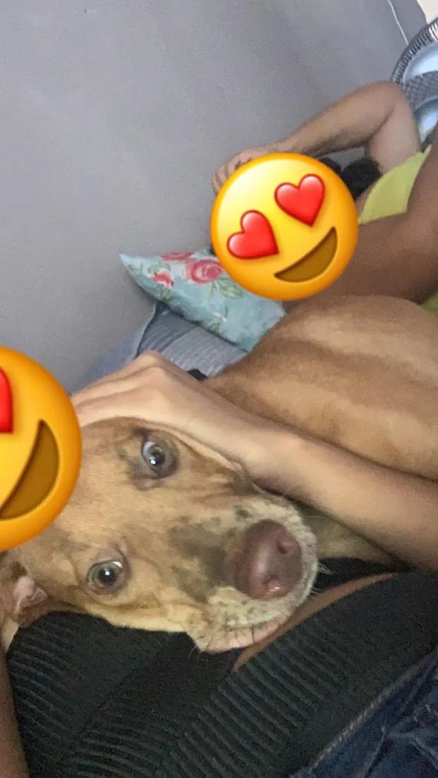 Cachorro raça SRD-ViraLata idade 2 a 6 meses nome Duque