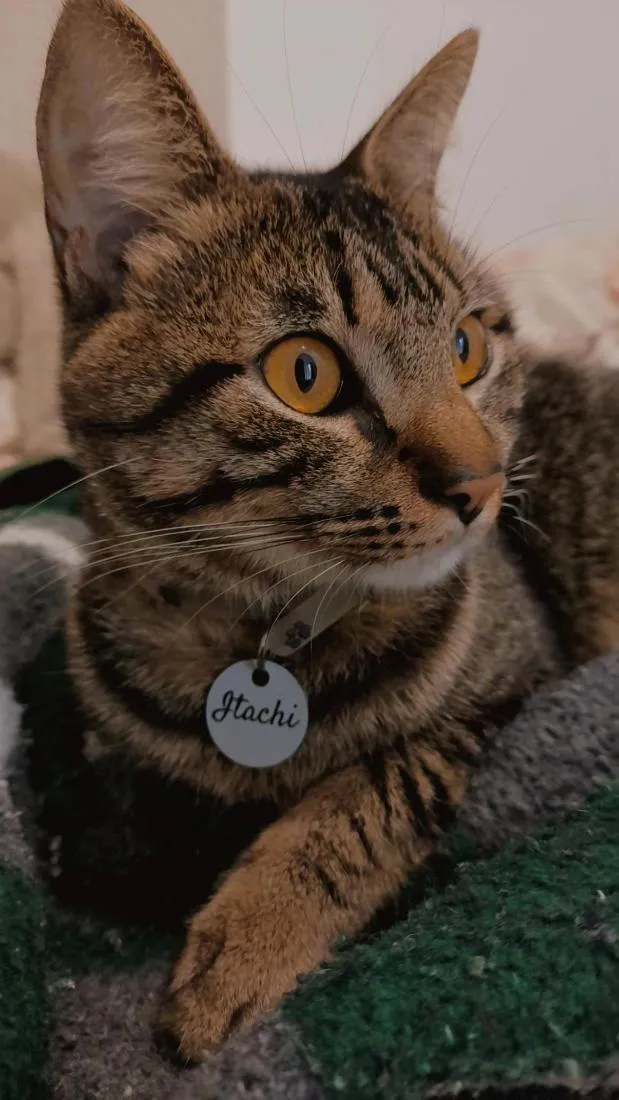 Gato raça SRD-ViraLata idade 1 ano nome Itachi
