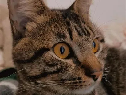Gato raça SRD-ViraLata idade 1 ano nome Itachi