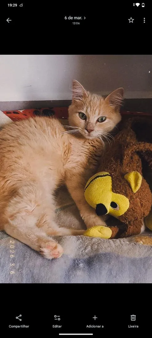 Gato raça SRD-ViraLata idade 2 a 6 meses nome Aurora