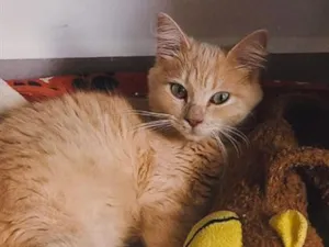 Gato raça SRD-ViraLata idade 2 a 6 meses nome Aurora