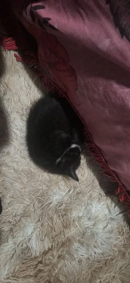 Gato raça SRD-ViraLata idade 2 a 6 meses nome Aurora 