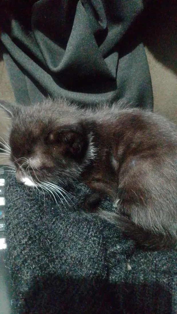 Gato raça SRD-ViraLata idade 2 a 6 meses nome Aurora 