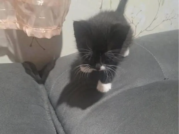 Gato raça SRD-ViraLata idade 2 a 6 meses nome Aurora 